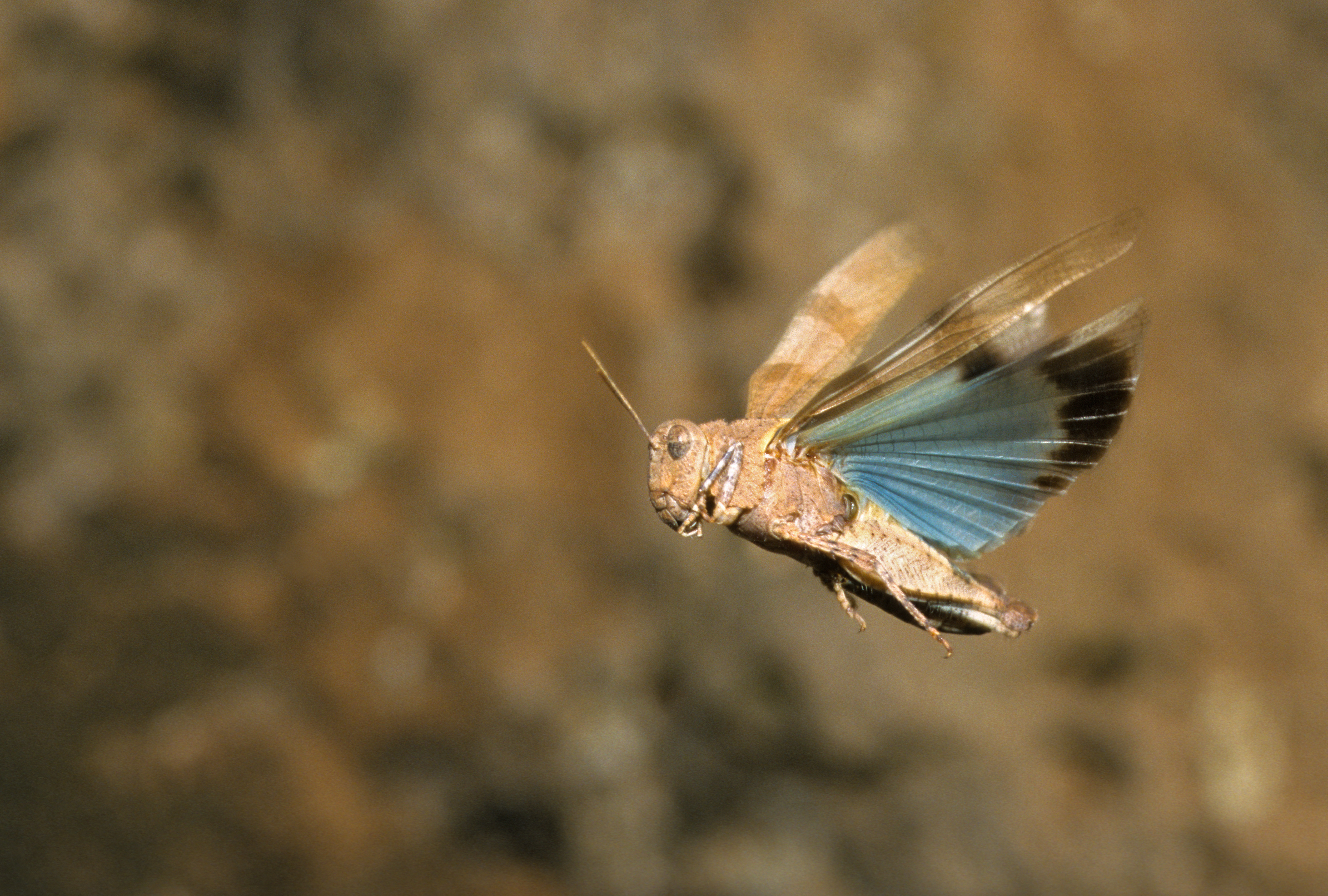 Im Flug zeigt die Blauflügelige Ödlandschrecke ihre blauen Flügel