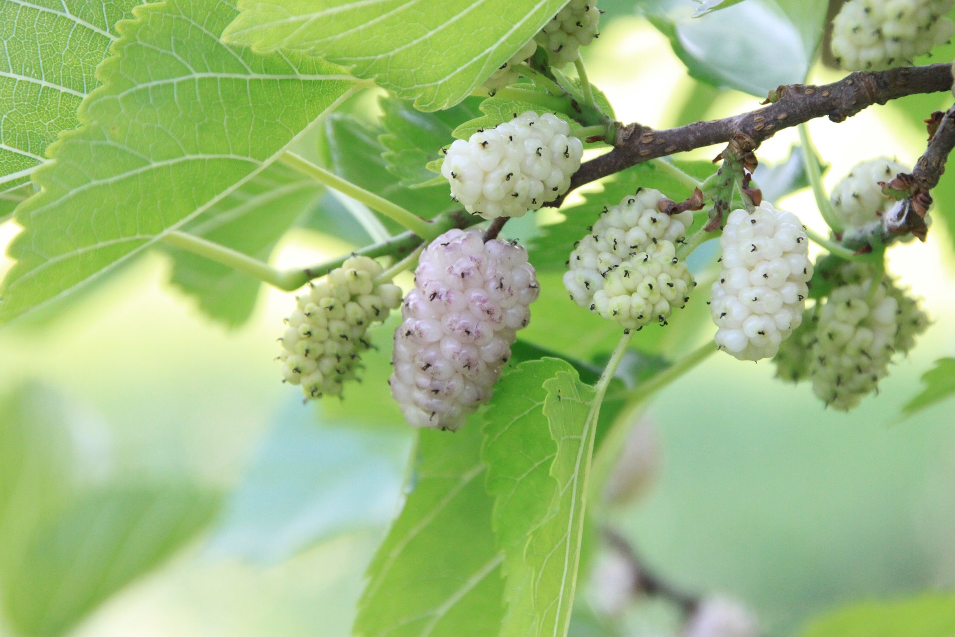 Maulbeeren am Zweig