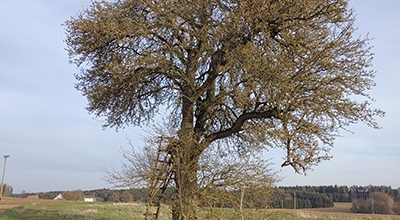 Freie Plätze beim Kurs zum Obstbaumwart