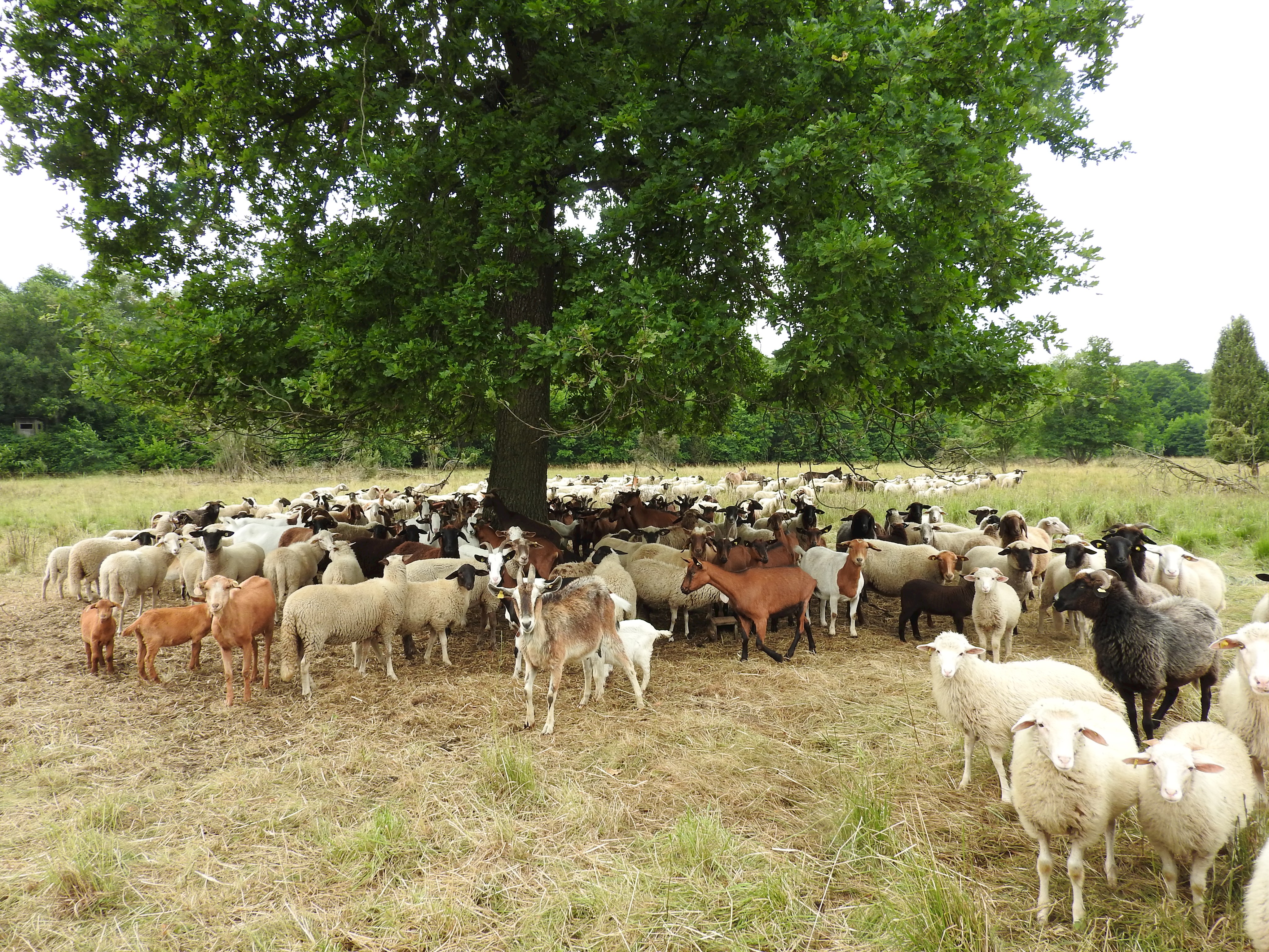 Hund ohne Leine sorgt für tote Schafe im Naturschutzgebiet Nöttinger Viehweide